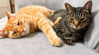 ママがいないと超甘えん坊な猫は妹猫にこうなります