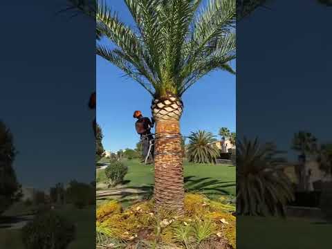 Video: ¿Hay palmeras en Phoenix?