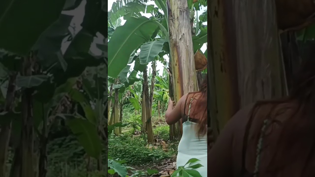 trying to climb the banana tree 🌲🌴 YouTube