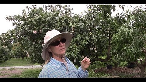 When and How to Prune Mango Trees