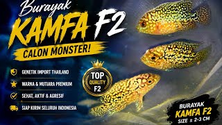 BURAYAK KAMFA F2 🔥|| BURAYAK LOUHAN KAMFA F2 ORI THAILAND 