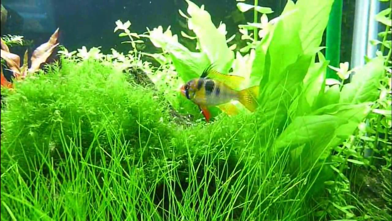 Blue Ram & Fry