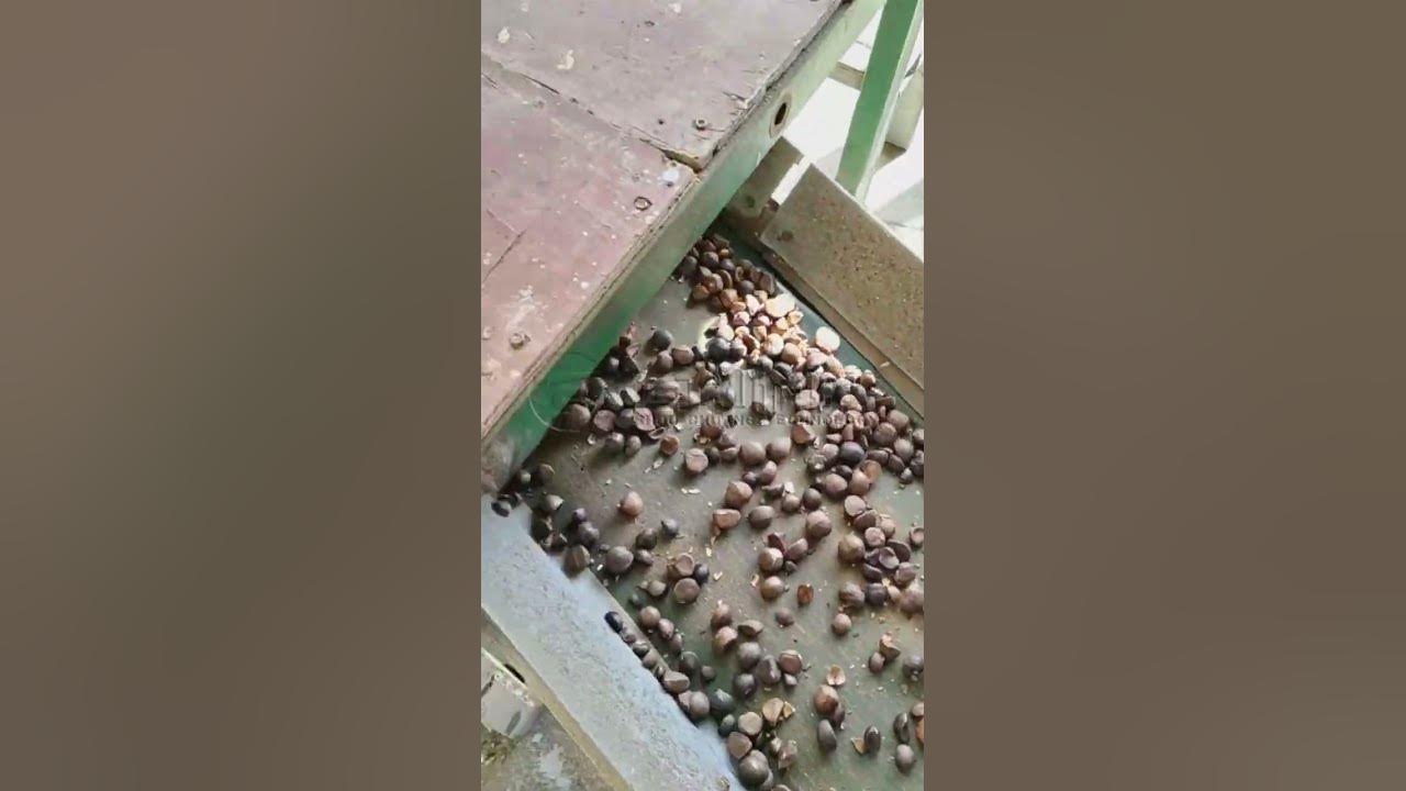 The tea seed screening equipment is running smoothly. YouTube