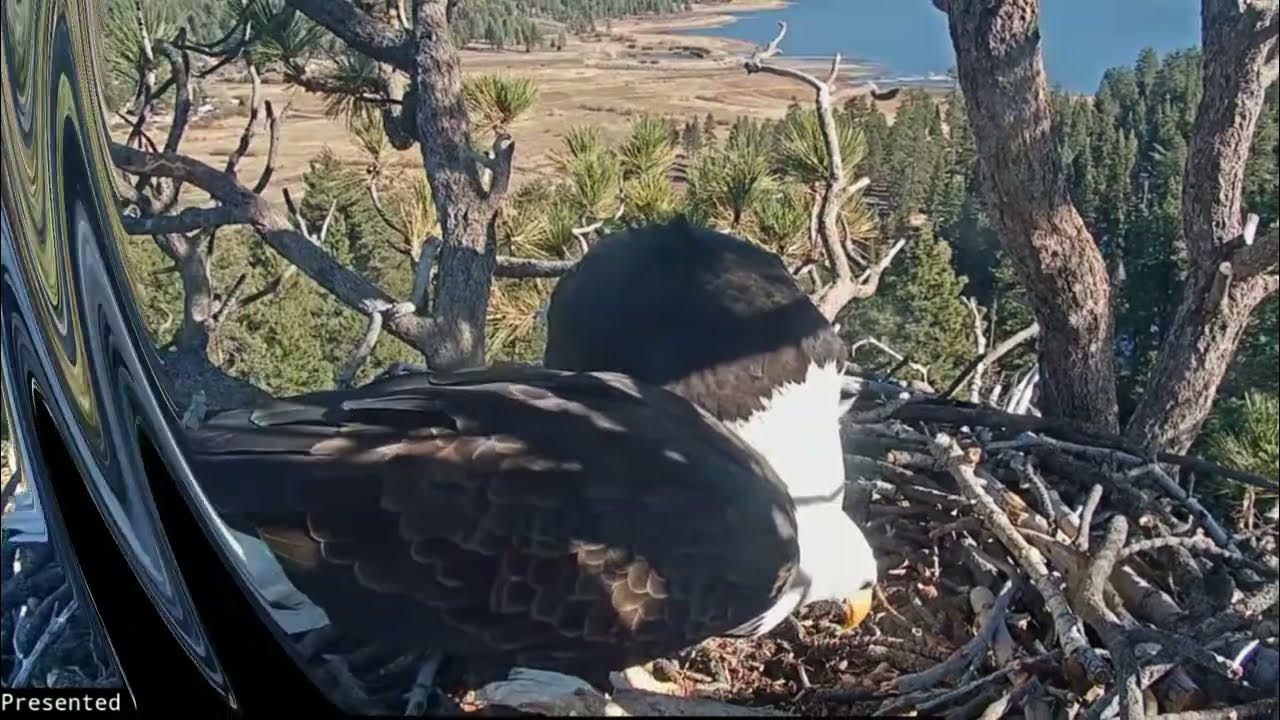 Afternoon of December 7th Big Bear Bald Eagle Live Nest Cam / Big Bear