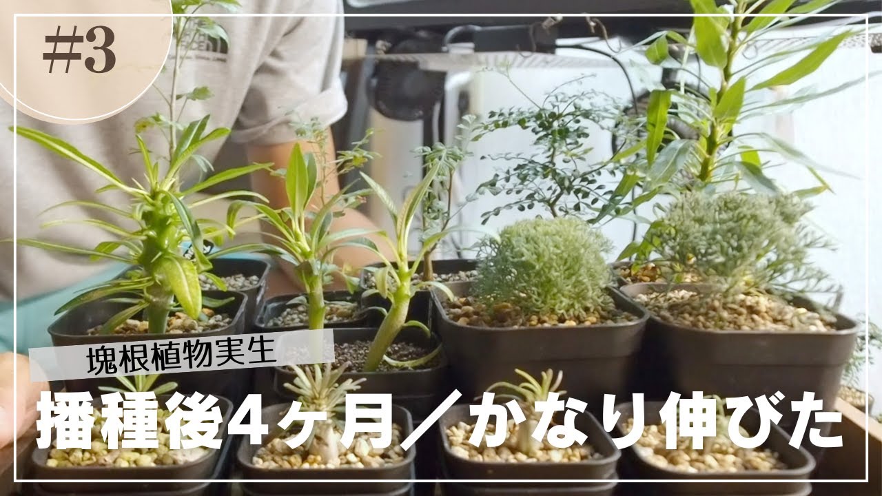 塊根植物実生】育成記録③2024年｜播種から4ヶ月8月の様子｜パキプス
