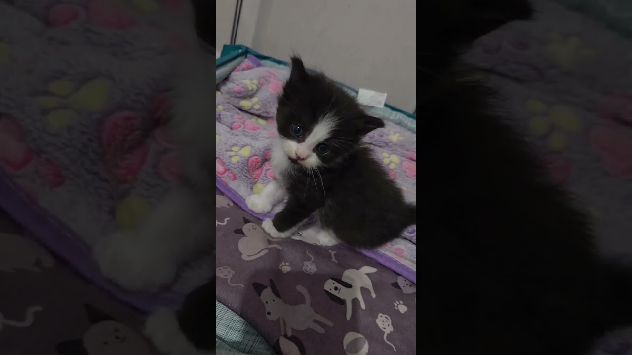 The latest foster kitties to arrive.