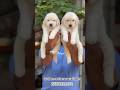 Golden Retriever puppy available 🐾 Bangalore DM now #goldenretriever #trending #banglore #puppies