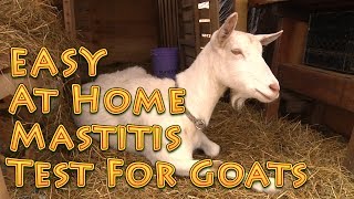 Easy At Home Mastitis Test For Goats