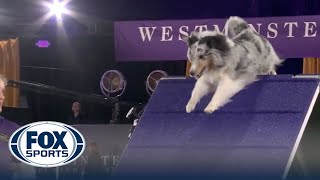 Bee the Shetland Sheepdog, wins the 16' class at the 2022 WKC Masters Agility | FOX Sports