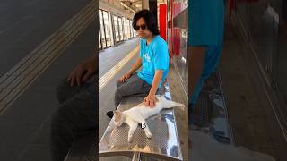 видео: 🌆 «Тайный мир кошек — ты должен это увидеть!» #shorts #хосувреки #cat картинка: 🌆 «Тайный мир кошек — ты должен это увидеть!» #shorts #хосувреки #cat