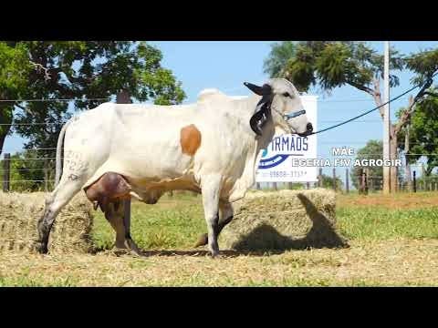 LOTE 46 DÁLIA FIV ZEBRA RANCHO 3 IRMÃOS