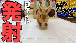 本気モードにスイッチ！あの音を聞くとロケット発射されるうさぎ #654