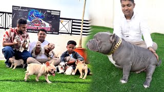 Exotic American Bully, French Bulldog & Shitzu Puppies in Nagpur Maharashtra