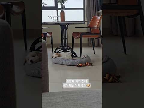 졸령😪 #shorts #puppy