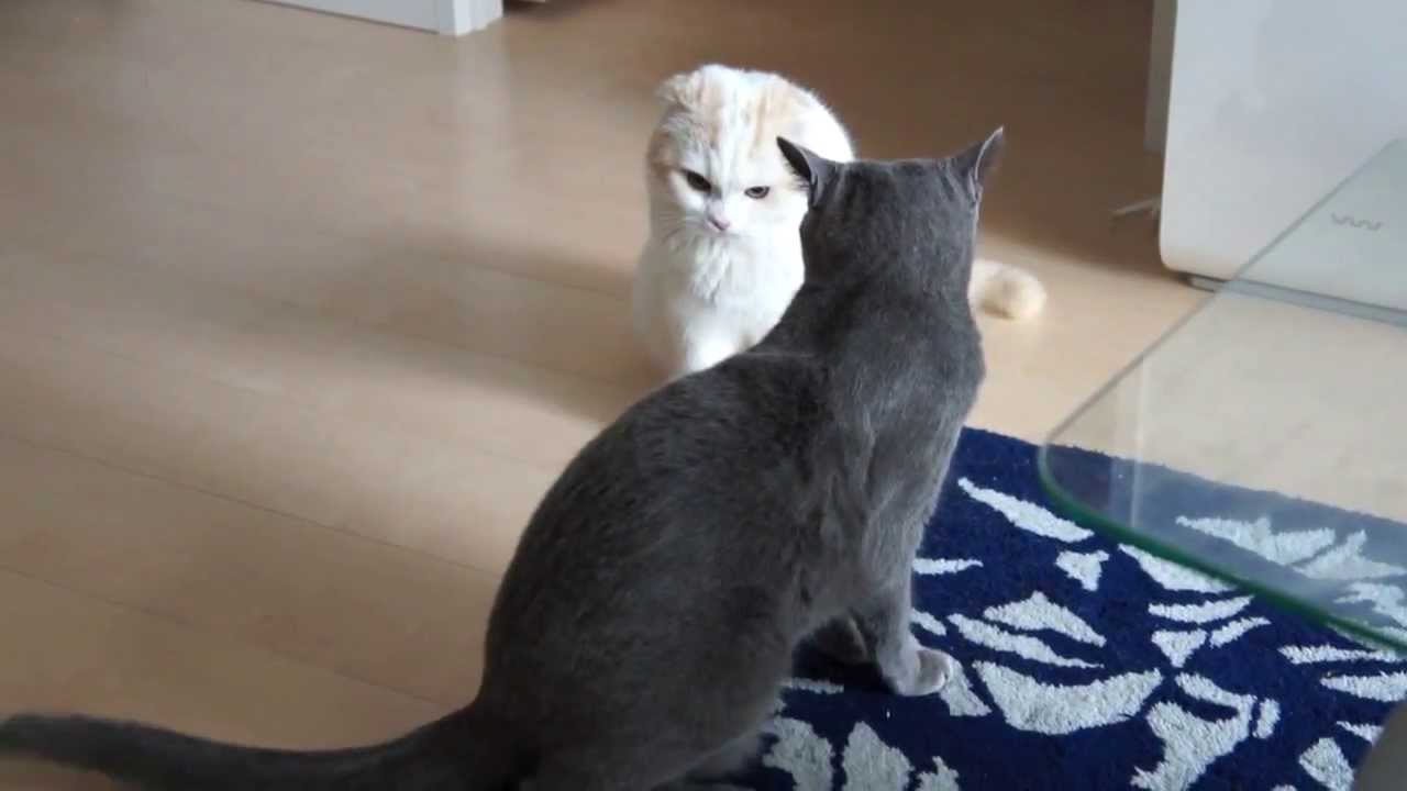 かわいいスコティッシュフォールドの動画 子猫も大人猫も アニメ野良スコ知ってる