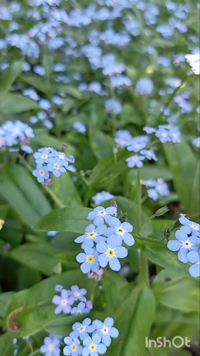 Гербарій🌸Незабудки🌸 Як сушити об'ємні квіти. #незабудки #flowers #квіти ...