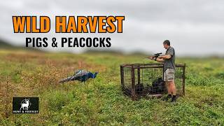 TRAPPING | Pig and Peacock - Process and Cook