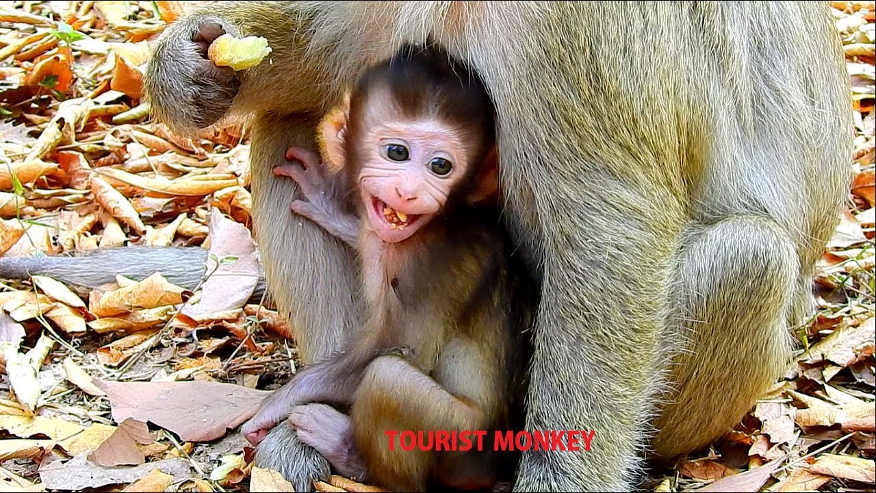 Hybrid baby monkey start chewing food, Very adorable hybrid baby monkey