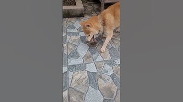 huấn luyện chó săn chuột