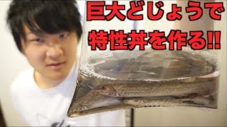 元気な巨大どじょうで特性蒲焼き丼を作る！！