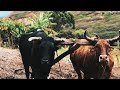 Cómo hacer el guachado o surcos con toros para el cultivo tradicional