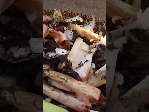 خضار جديد ده والاايه يعرف ايه ده اللي في الصوره