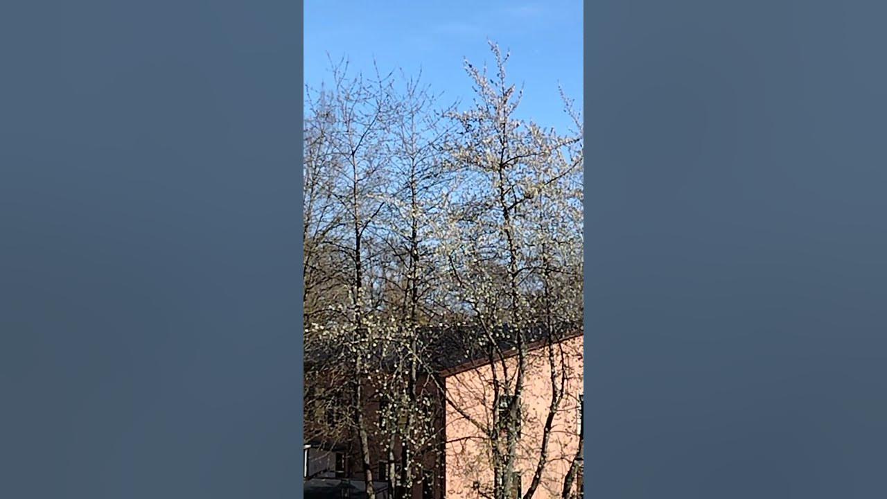 Tallest cherry trees in Stockholm?🍒🤪😁 YouTube