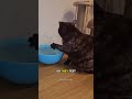 The Water Tester Mystery #cats #catfacts #funnycats