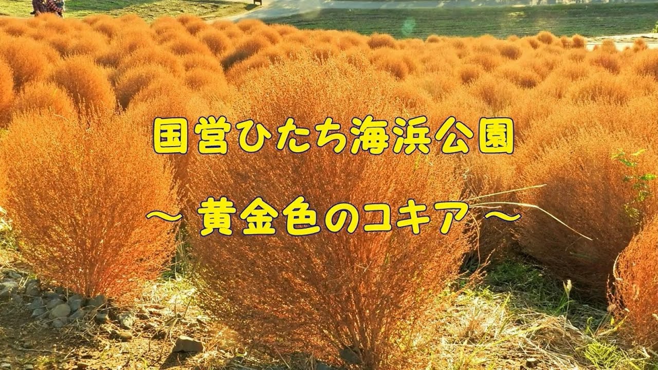 国営ひたち海浜公園 黄金色のコキア Youtube