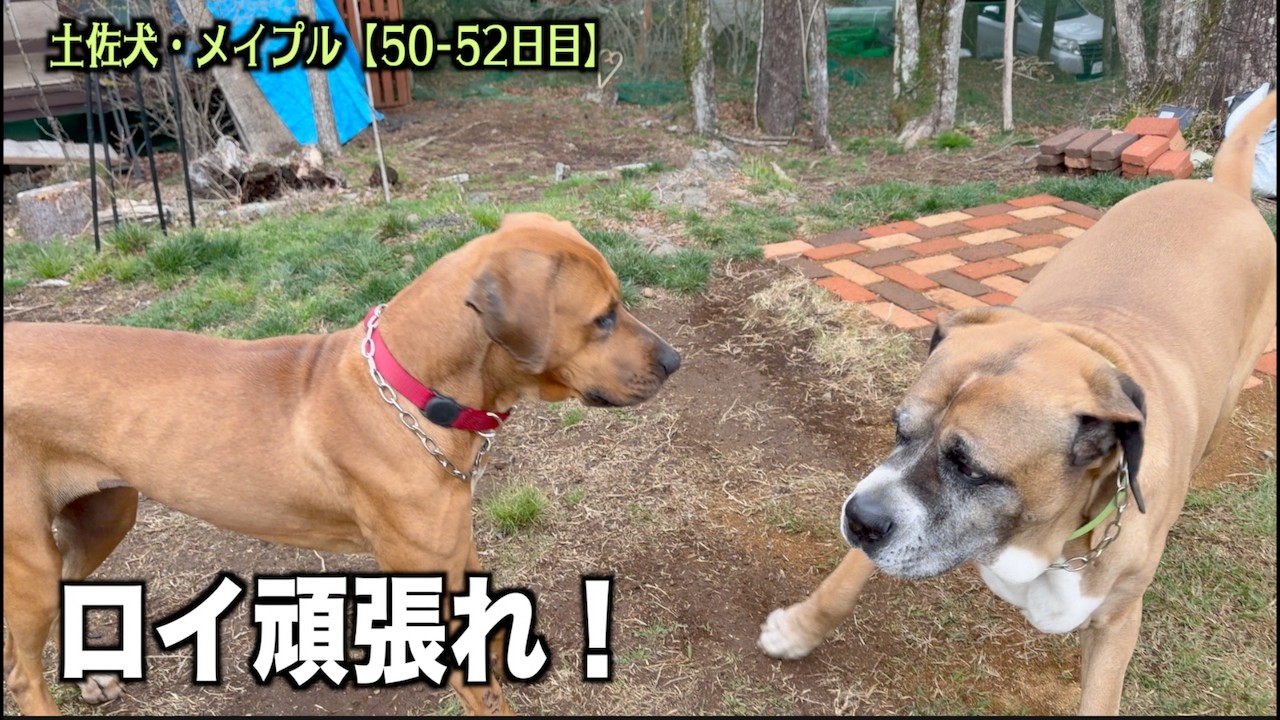 Roy tries to invite Maple out, but she seems to be on the