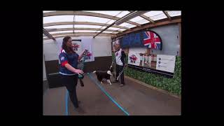 BFA Flyball Foundations - Episode Four: Tuggie Exchange