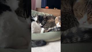 猫の寝顔に精神安定の効果があると思ってますw #shorts