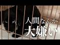 【闇深】触ると狂ったように暴れ出す犬。一体過去に何が…？