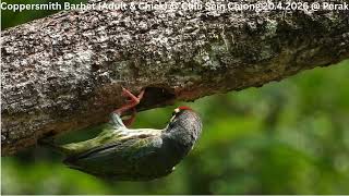 Coppersmith Barbet @ Chiu S C DSCN3440