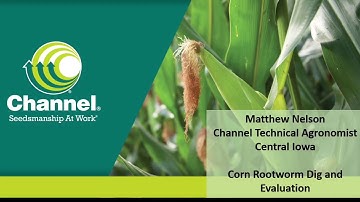 Evaluating Corn Roots for Corn Rootworm Damage