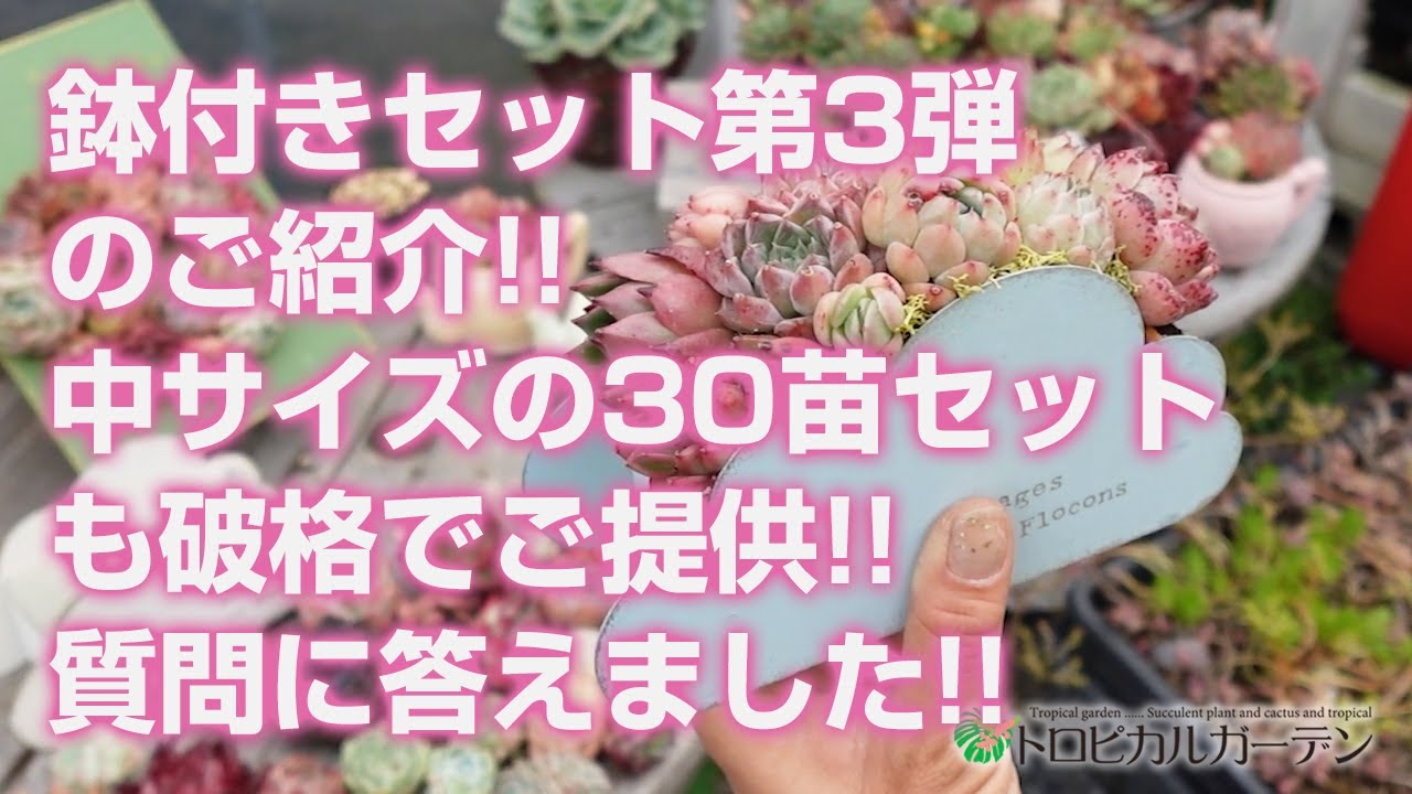 植物3点 リンクプランツ｜小型観葉植物と植木鉢のセレクトショップ