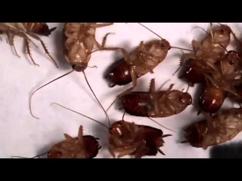 Видео: Тараканы, способы борьбы с ними