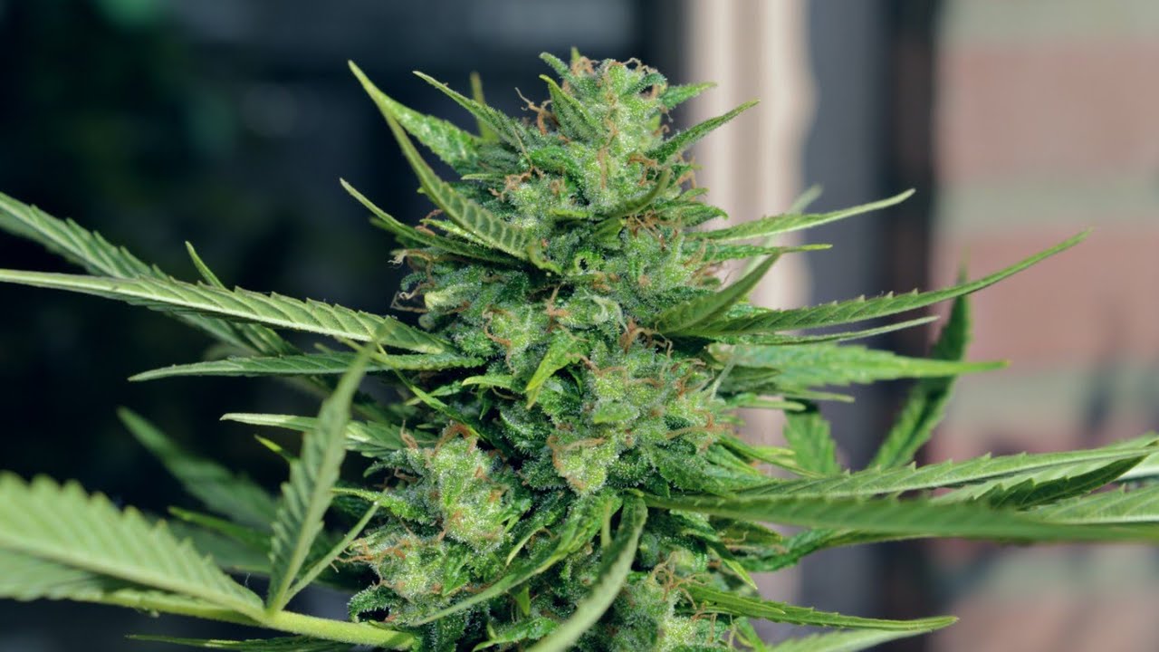 Royal Cookies Automatic Timelapse