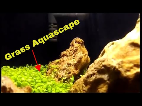 aquascape-dengan-bibit-rumput-sebulan-juga-penuh-langsung.