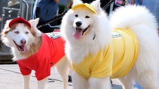 🐕 🐩 Doggone Dog Halloween Pet Parade Costume Contest 2023 Boston Panasonic Gh6 10 Bit 422 4K60