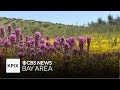 Wildflower show lingers on Carrizo Plain thanks to recent rain