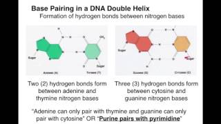 Introduction to Cell Division & DNA Structure
