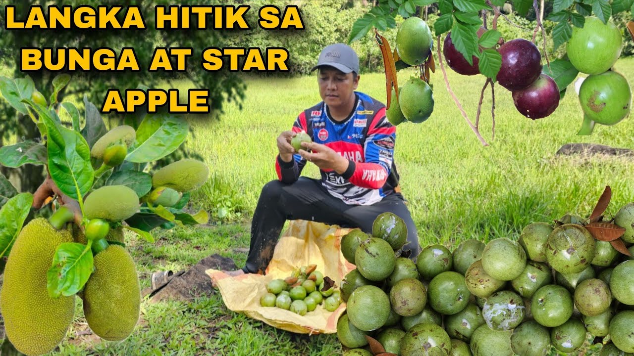 Hitik sa bunga langka at Prutas na star apple Pagtatanim ng kamote at Pagbisita ng mga halaman