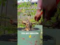 cutting the trunk of a sancang tree #sancang #nature #belajarbonsai #diy #bonsai