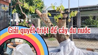 Anh em tốn kém rất nhiều ti.ền nhưng chưa dứt điểm được cây mai suy dư nước.