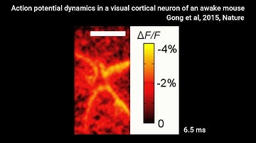 Voltage imaging to record them all