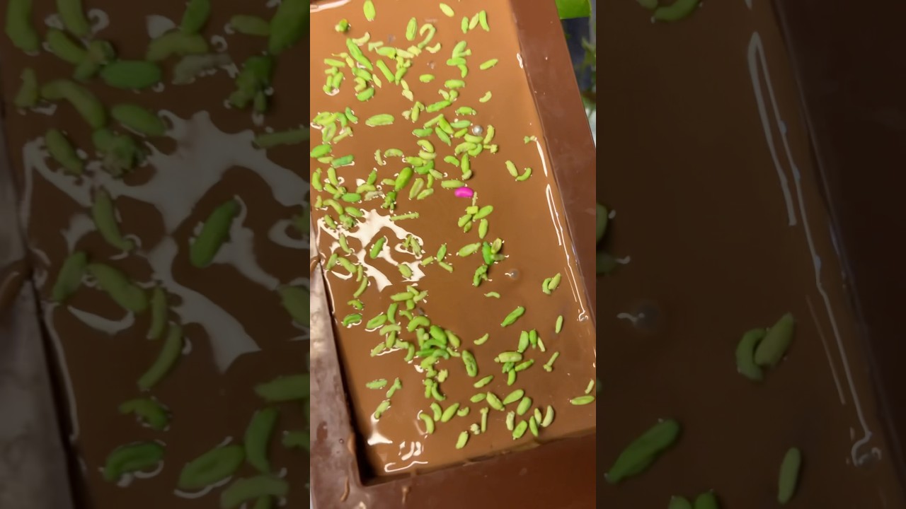 🌝🌸🐥🐣chocolate Candy 