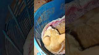 Wait For Endnanu Cute Cat Nanu Funny Video