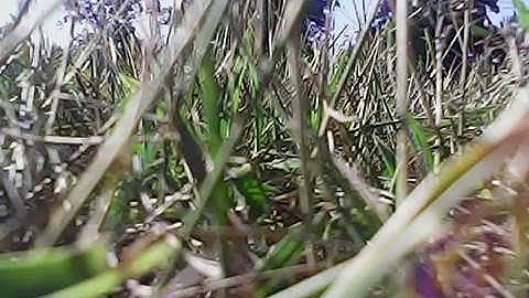 Protocol Video Drone Footage