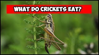 What Do Crickets Eat